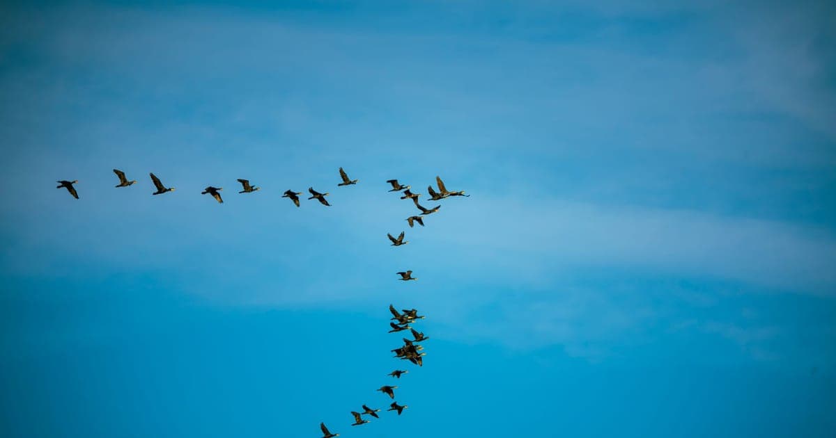 From Gorgias to Arbyn: A Shopify Migration Guide